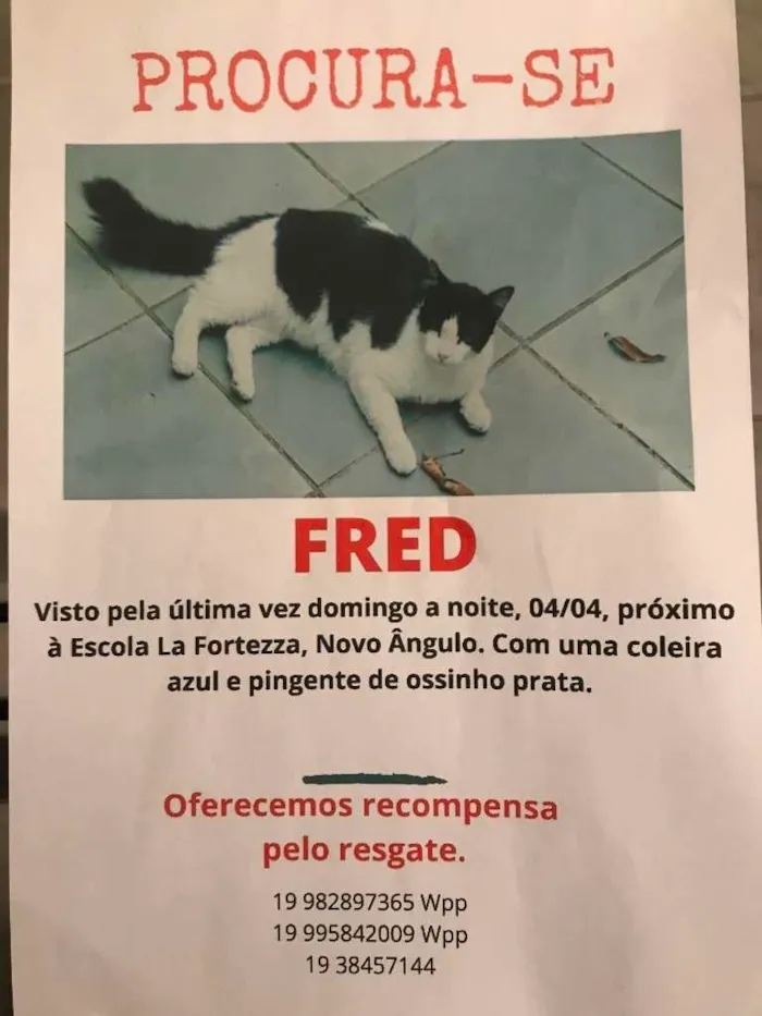 Gato ra a  idade 2 anos nome Fred