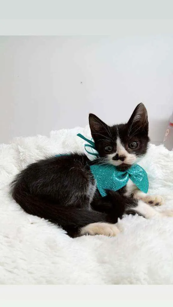 Gato raça Srd idade Abaixo de 2 meses nome Panda