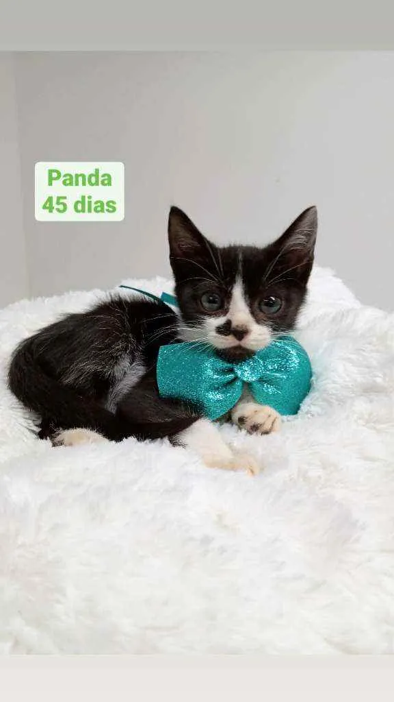 Gato raça Srd idade Abaixo de 2 meses nome Panda