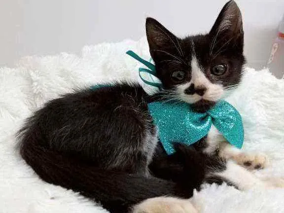 Gato raça Srd idade Abaixo de 2 meses nome Panda