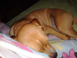 Cachorro raça Labrador com Pitbull idade 7 a 11 meses nome Gaya