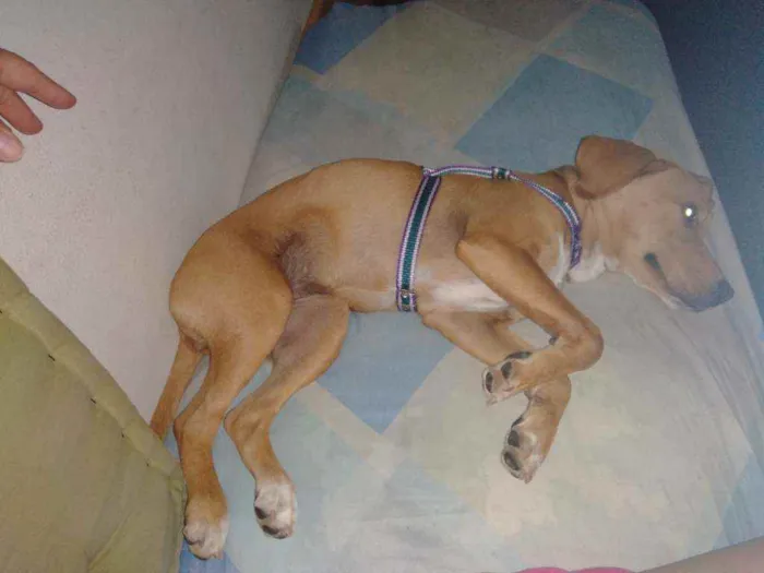 Cachorro raça Labrador com Pitbull idade 7 a 11 meses nome Gaya