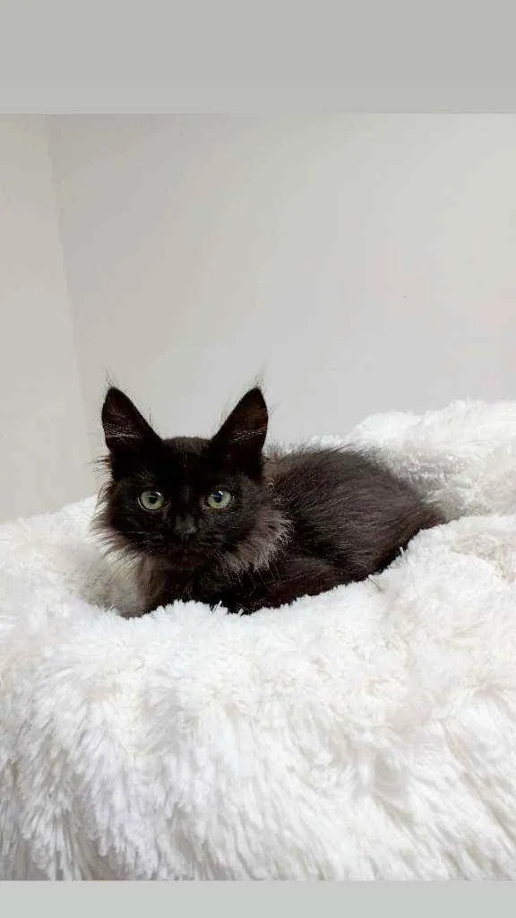 Gato raça Srd idade Abaixo de 2 meses nome Barão 