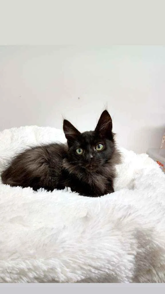 Gato raça Srd idade Abaixo de 2 meses nome Barão 