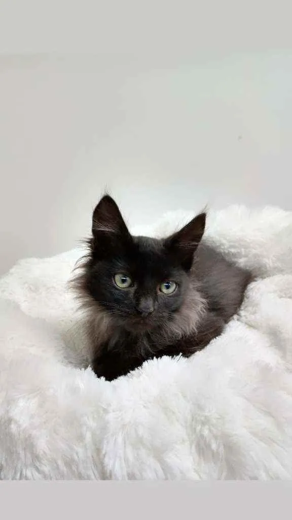 Gato raça Srd idade Abaixo de 2 meses nome Barão 