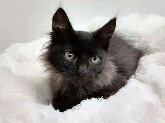 Gato raça Srd idade Abaixo de 2 meses nome Barão 