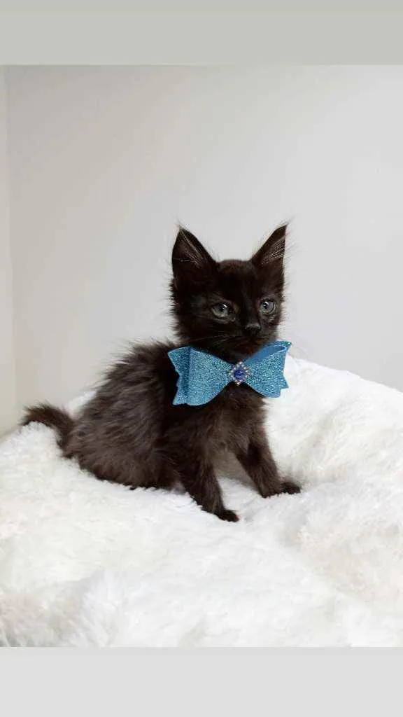 Gato raça Srd idade Abaixo de 2 meses nome Kelvin