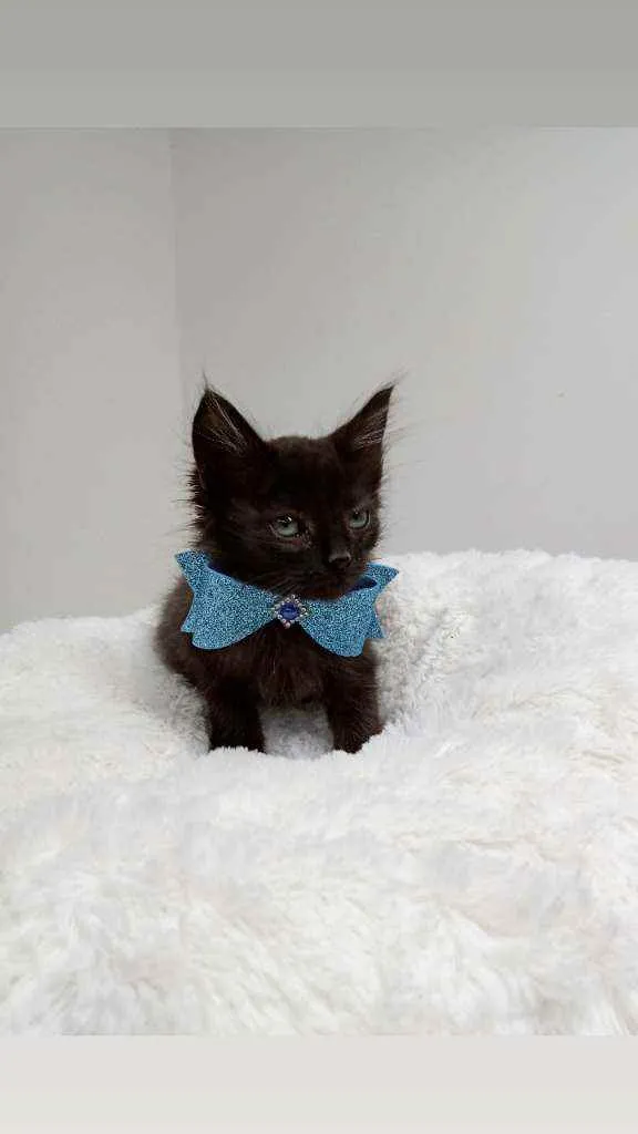 Gato raça Srd idade Abaixo de 2 meses nome Kelvin