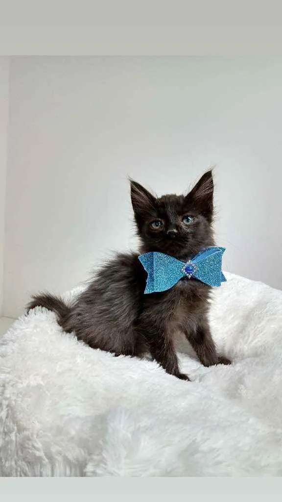 Gato raça Srd idade Abaixo de 2 meses nome Kelvin