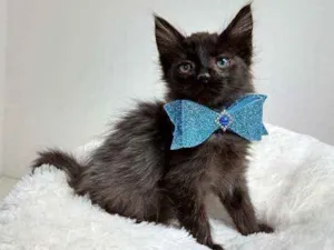 Gato raça Srd idade Abaixo de 2 meses nome Kelvin