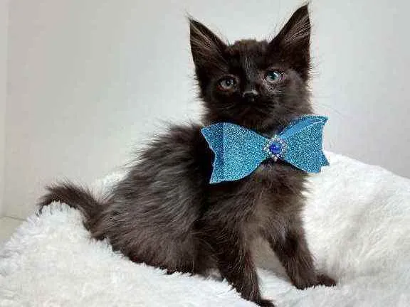 Gato raça Srd idade Abaixo de 2 meses nome Kelvin