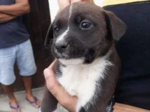 Cachorro raça SRD-ViraLata idade Abaixo de 2 meses nome Maya 