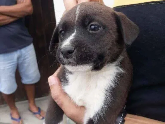 Cachorro raça SRD-ViraLata idade Abaixo de 2 meses nome Maya 