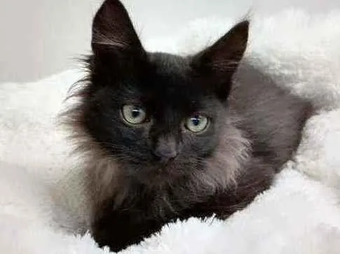 Gato raça Srd idade Abaixo de 2 meses nome Barão 