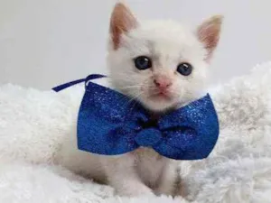 Gato raça Srd idade Abaixo de 2 meses nome Clark