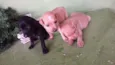 Pantera, princesa, j