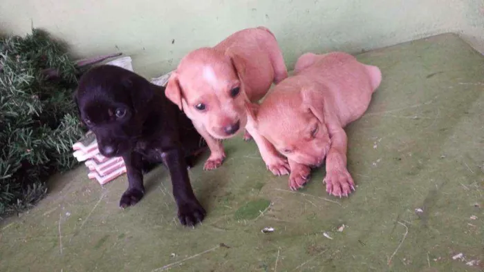 Cachorro raça Misturado idade Abaixo de 2 meses nome Pantera, princesa, j