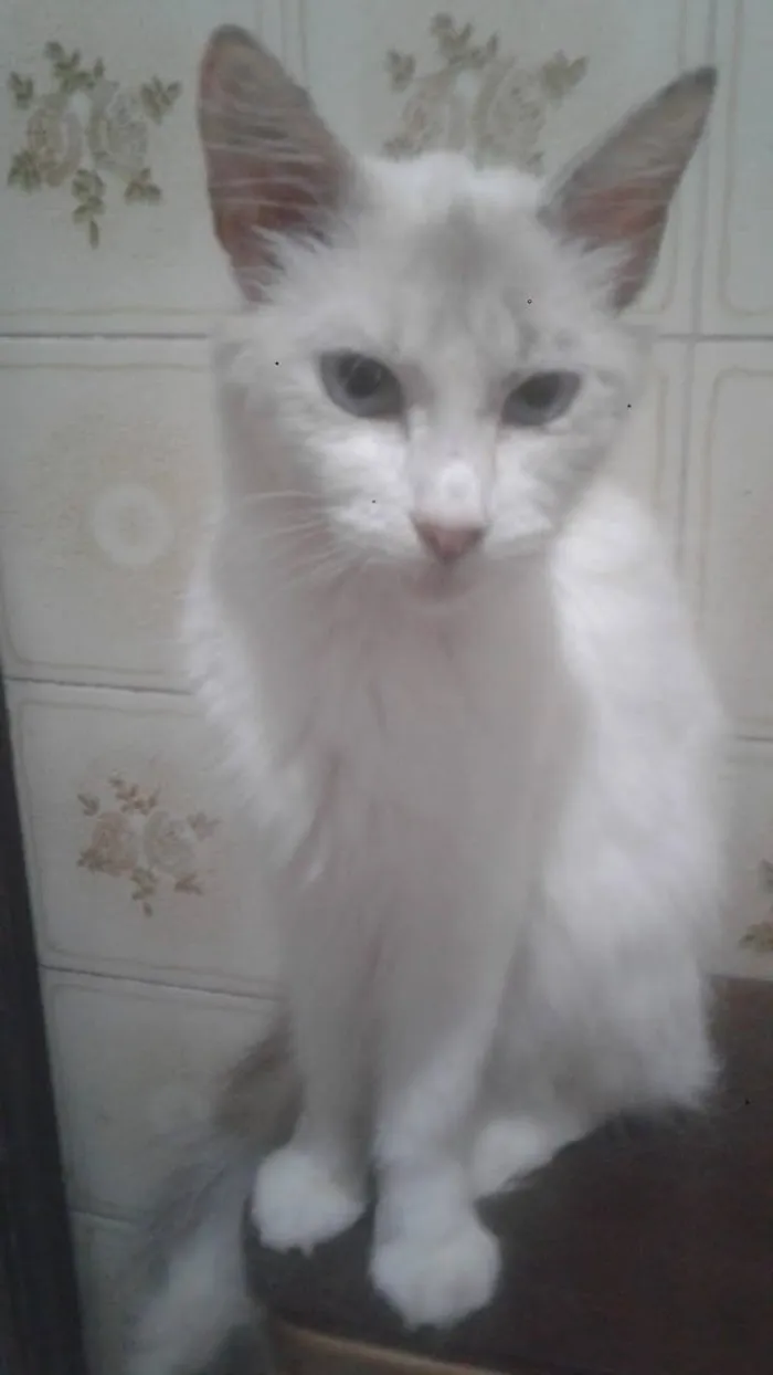 Gato ra a Siames idade 1 ano nome Felicity