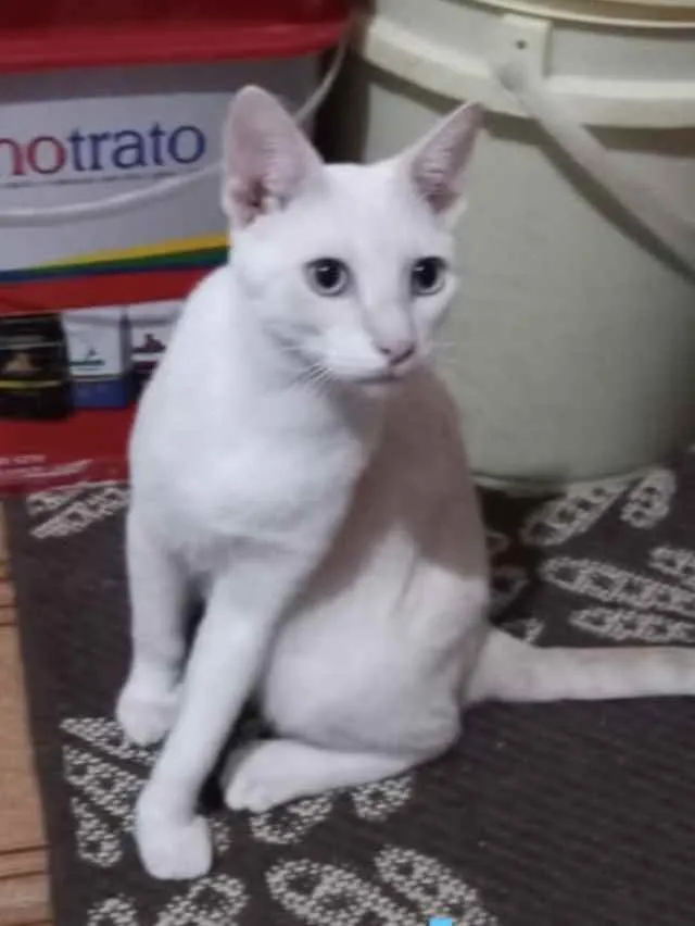 Gato ra a Mestiço  idade 7 a 11 meses nome Dino 