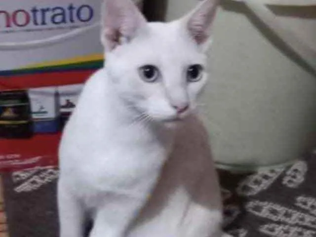 Gato ra a Mestiço  idade 7 a 11 meses nome Dino 