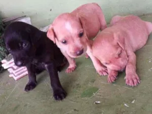 Cachorro raça Misturado idade Abaixo de 2 meses nome Pantera, princesa, j