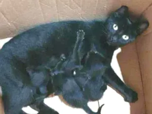 Gato raça  idade Abaixo de 2 meses nome Filhotes da nina 