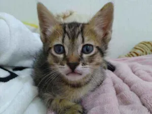 Gato raça  idade Abaixo de 2 meses nome Luna 