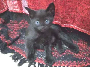 Gato raça  idade Abaixo de 2 meses nome Tina 