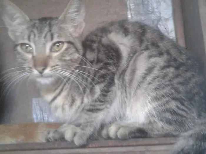 Gato ra a SRD idade 7 a 11 meses nome Tigerwoods