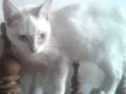 Ramses