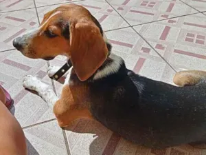 Cachorro raça Beagle idade 7 a 11 meses nome Princesa 