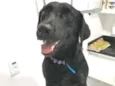 Cachorro raça Mestiça Labrador idade 1 ano nome Santa