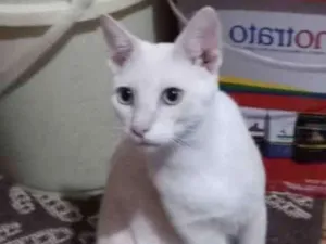 Gato raça Mestiço  idade 7 a 11 meses nome Dino 