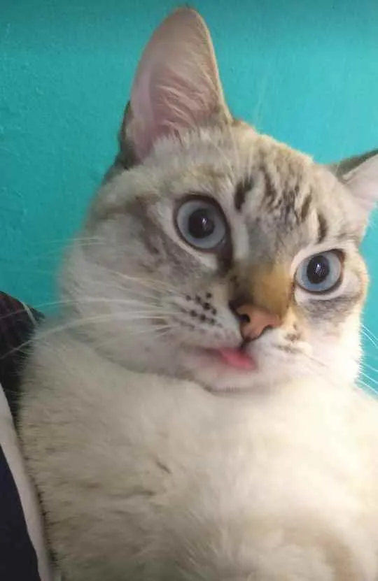 Gato ra a Vira lata idade 1 ano nome Thor