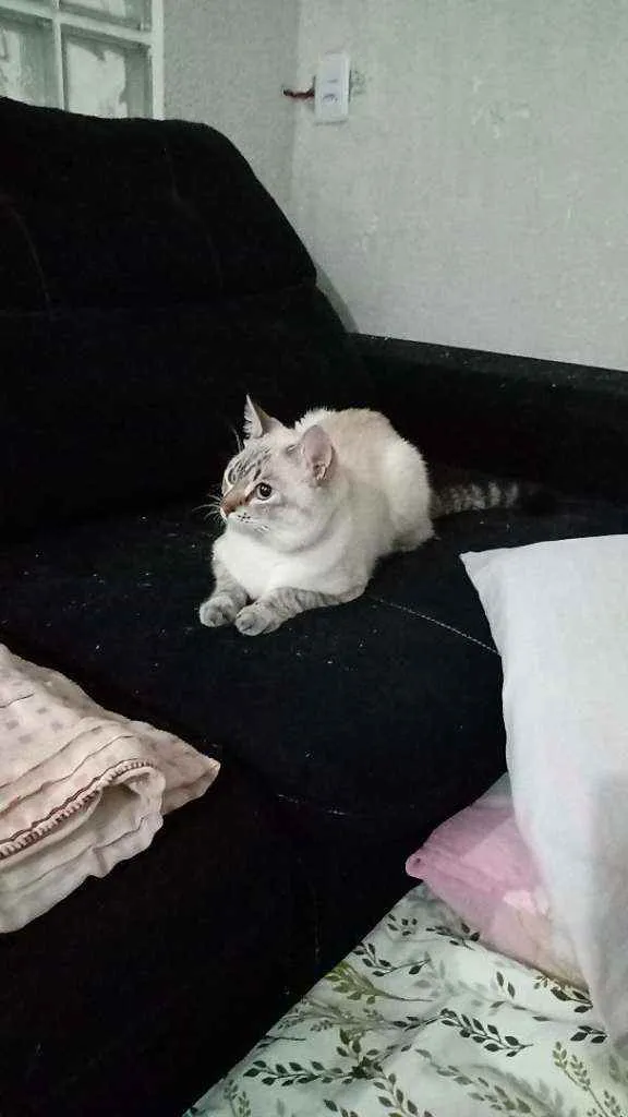 Gato ra a Vira lata idade 1 ano nome Thor