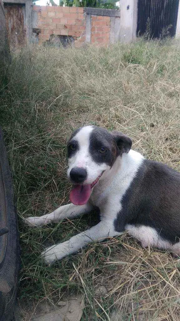 Cachorro raça Vira lata idade 1 ano nome Princesa