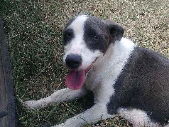 Cachorro raça Vira lata idade 1 ano nome Princesa