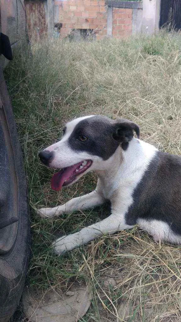 Cachorro raça Vira lata idade 1 ano nome Princesa