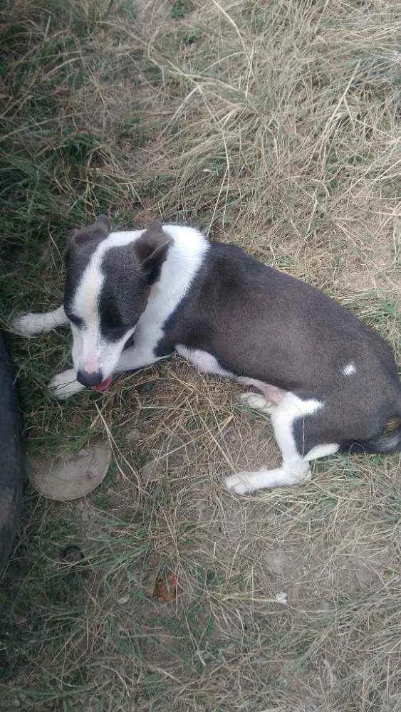 Cachorro raça Vira lata idade 1 ano nome Princesa