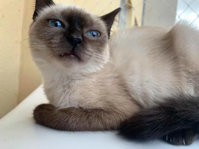 Gato ra a SRD idade 2 a 6 meses nome Flor 