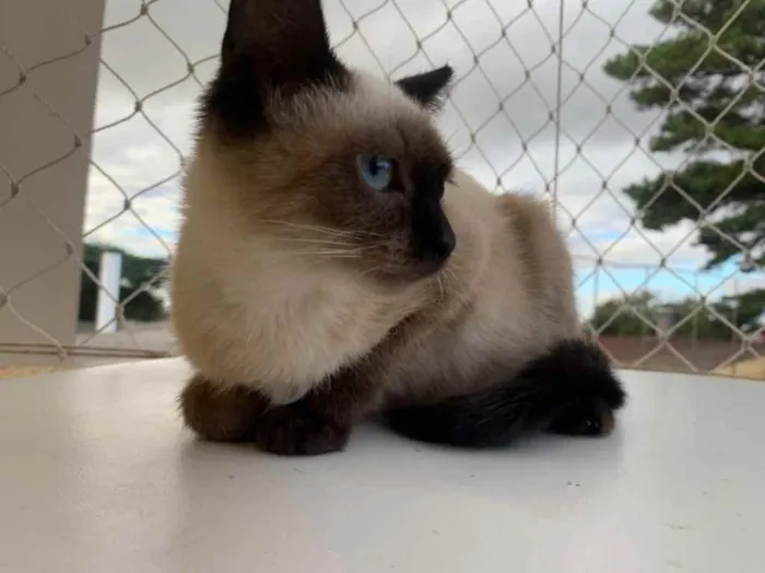 Gato ra a SRD idade 2 a 6 meses nome Flor 