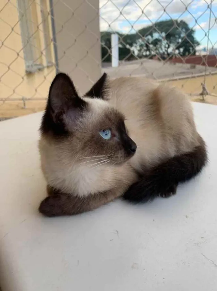 Gato ra a SRD idade 2 a 6 meses nome Flor 