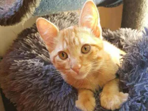 Gato raça SRD idade 2 a 6 meses nome Marmelo