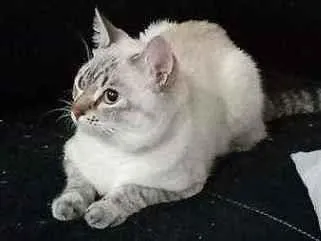 Gato ra a Vira lata idade 1 ano nome Thor