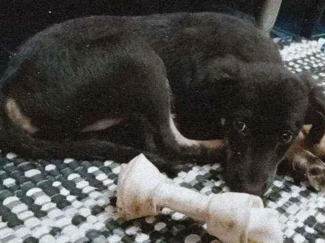 Cachorro ra a Vira lata idade 2 a 6 meses nome Daenerys