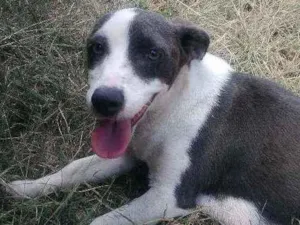 Cachorro raça Vira lata idade 1 ano nome Princesa