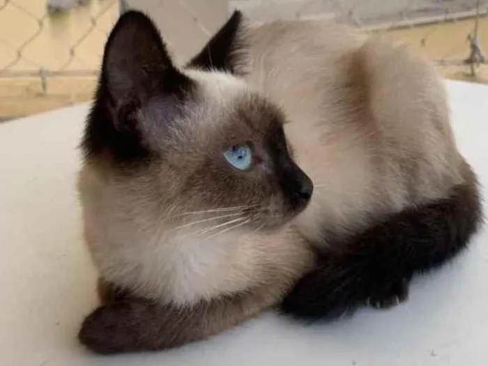 Gato ra a SRD idade 2 a 6 meses nome Flor 