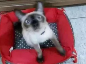 Gato raça Siamês idade 2 a 6 meses nome PRINCESA