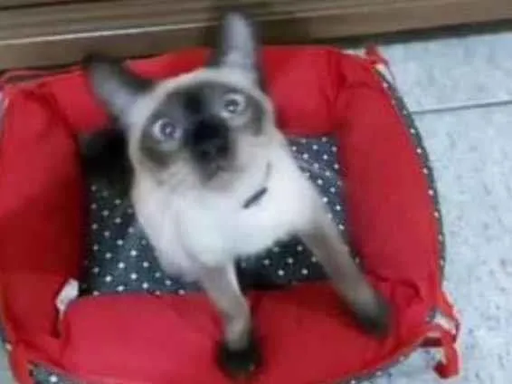 Gato raça Siamês idade 2 a 6 meses nome PRINCESA
