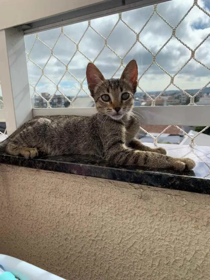 Gato ra a SRD idade 2 a 6 meses nome Tigrinha